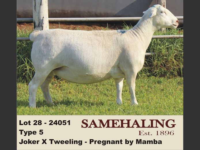 24051-331 | SAMEHALING  WIT DORPERS