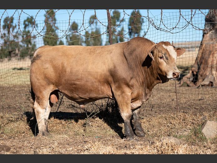 SE23121C | OUBOET BOERDERY
