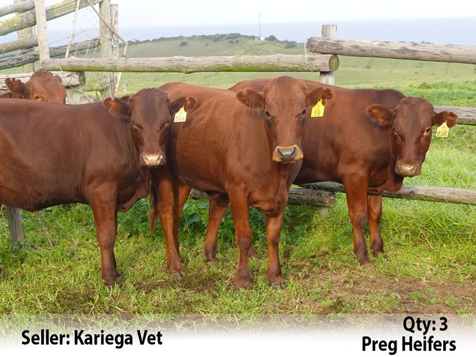 Commercial Animals | Kariega Vet