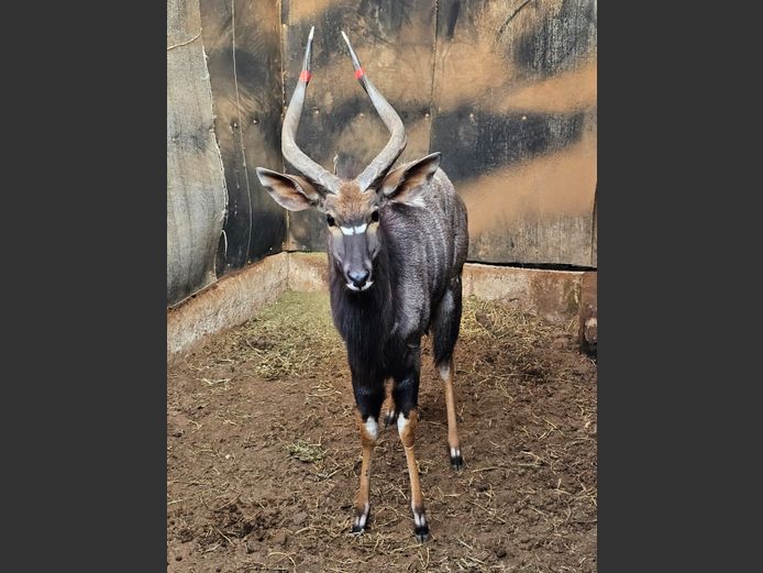 NYALA | THABA ENTLE