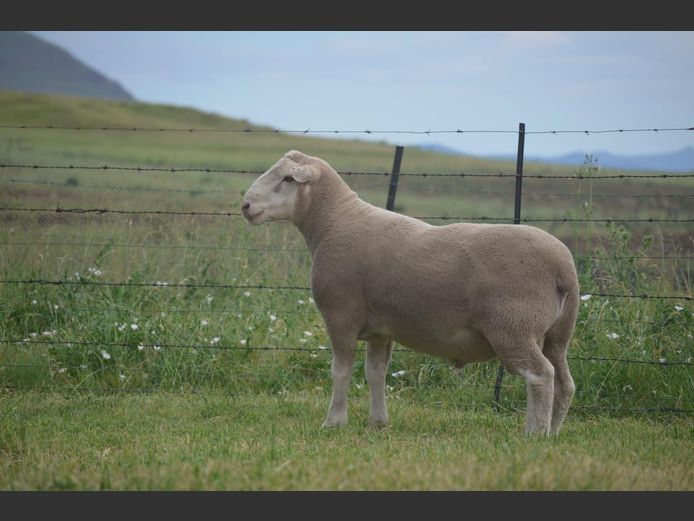 127 | TWEE BROERS DORMER STOET