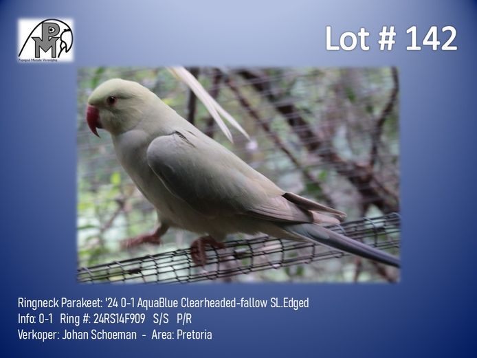 0-1 '24 Ringneck Parakeet: AquaBlue Clearheaded-fallow SL.Edged - Johan Schoeman