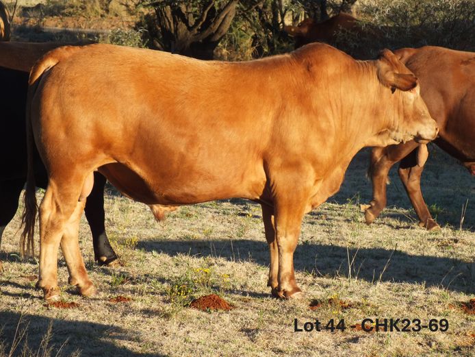 Commercial Animals 