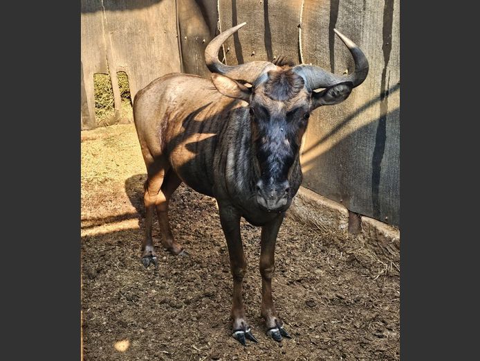 BLUE WILDEBEEST | W. KLOPPERS