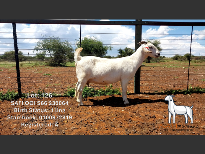 S66 23 0064 | SAFI SAVANNA