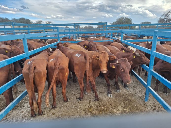 Commercial Cow Lean