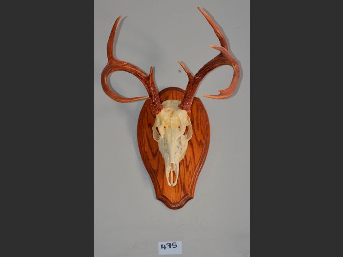 WALL MOUNT BUCK HORNS ON OAK PLAQUE