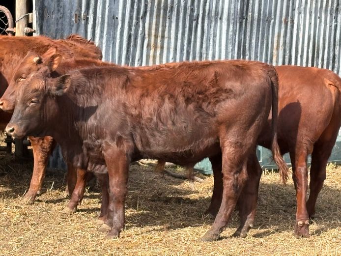 Intact Bull Calves | Brian Burrow