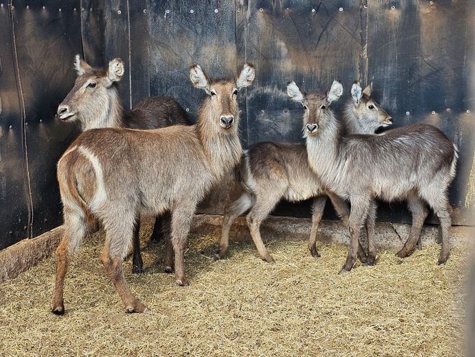 WATERBUCK | DAGBREEK