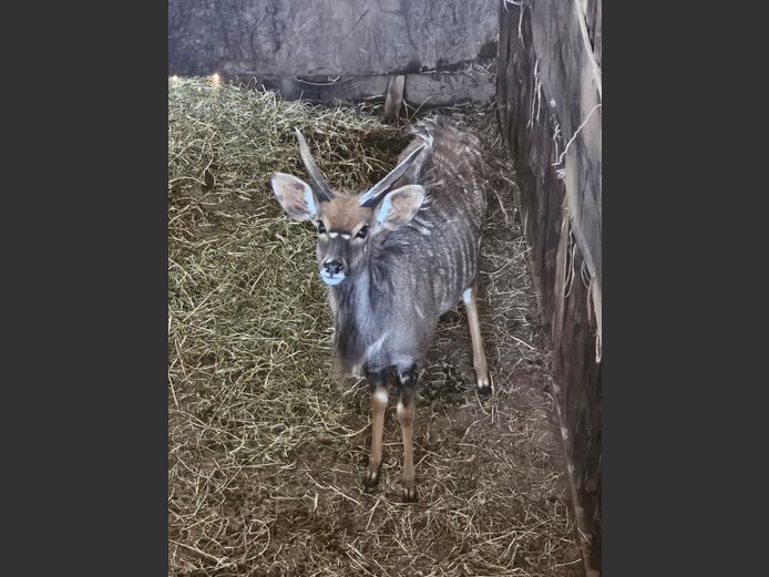 NYALA | GHOST TRADING