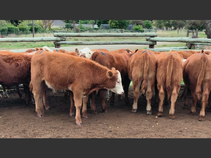 Commercial Animals | D.H. Currie Farming Trust