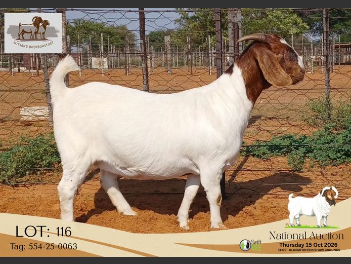 554-25-0063 | Witsand Boerbokstoet