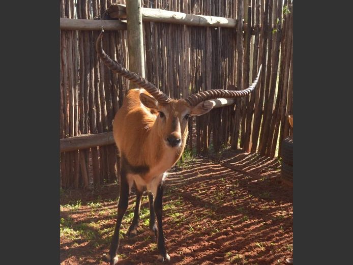 Lechwe
