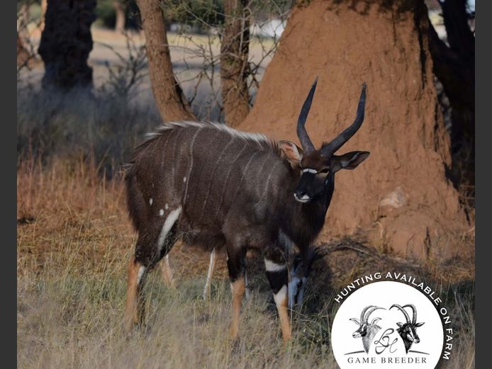 Nyala Bulls Mature | WATERBERG PLATO GAME BREEDERS