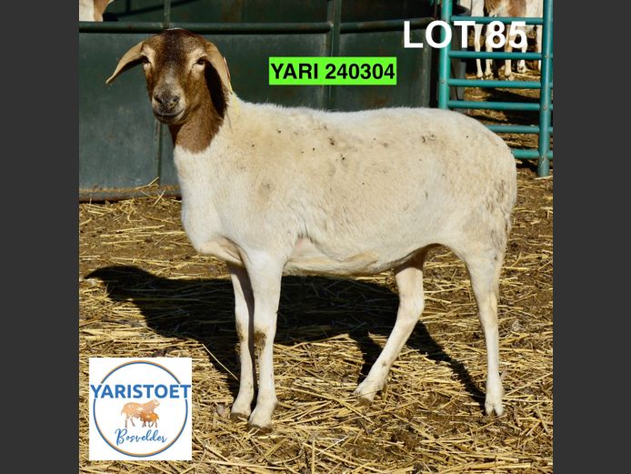 240304 | YARI STOET