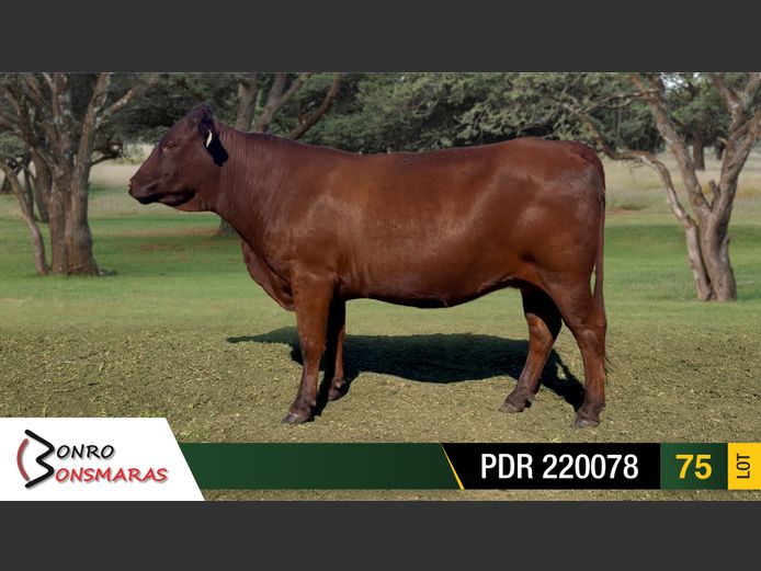 PDR 220078 | BONRO BONSMARAS