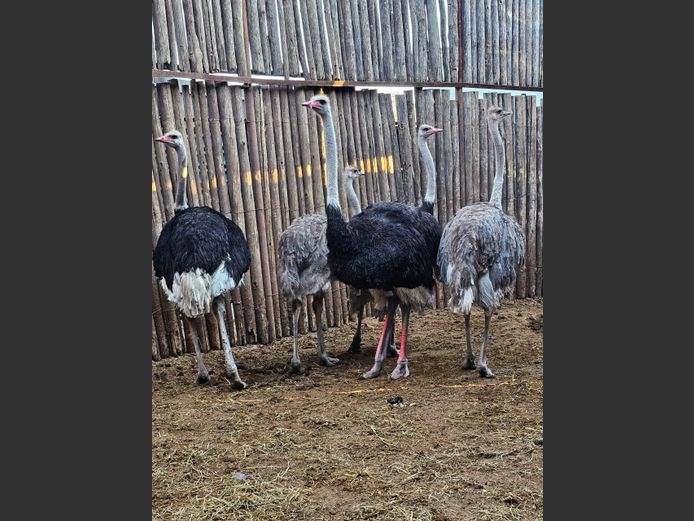 OSTRICHES | HIGHLAND