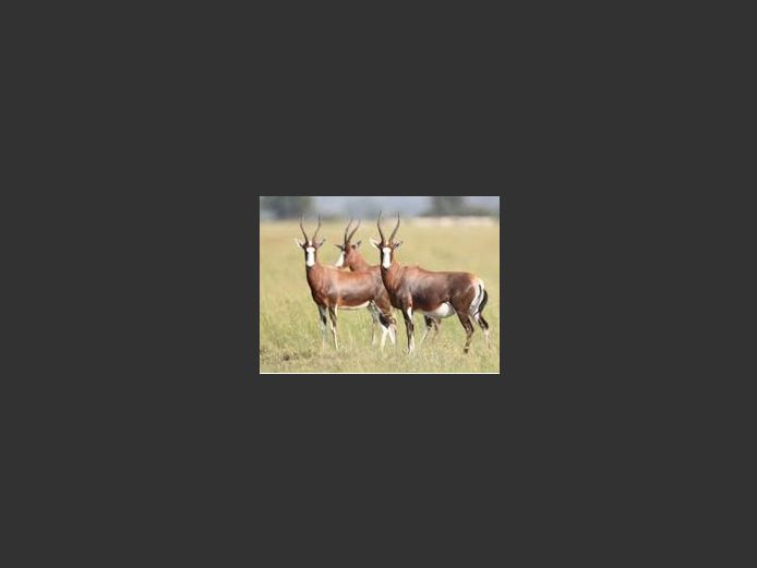 Blesbuck Family Groups | Inyathi