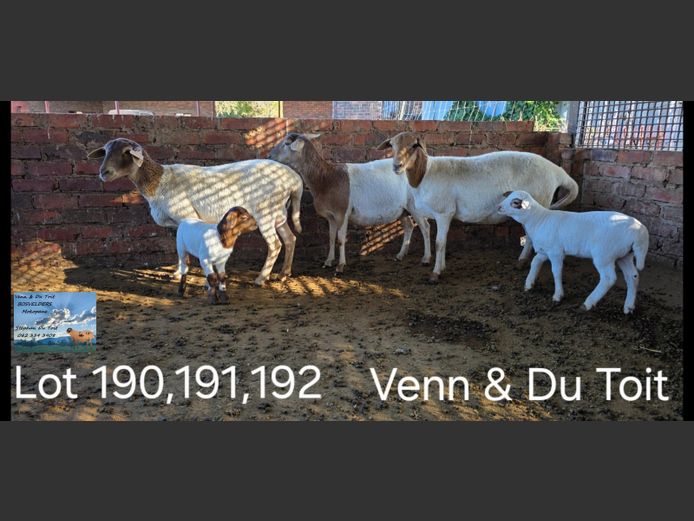 23/67 | VENN & DU TOIT BOSVELDERS