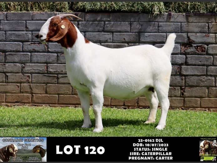 23-0162 DJL | DIRK LOUW