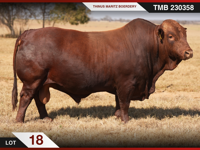 TMB 230358 HH(c) | THINUS MARITZ BOERDERY