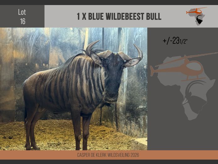 Blue Wildebeest (+- 23 1/2") 