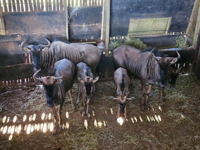 BLUEWILDEBEEST | CONRAAD