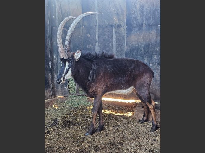 SABLE 44” | SPRINGBOK WILD