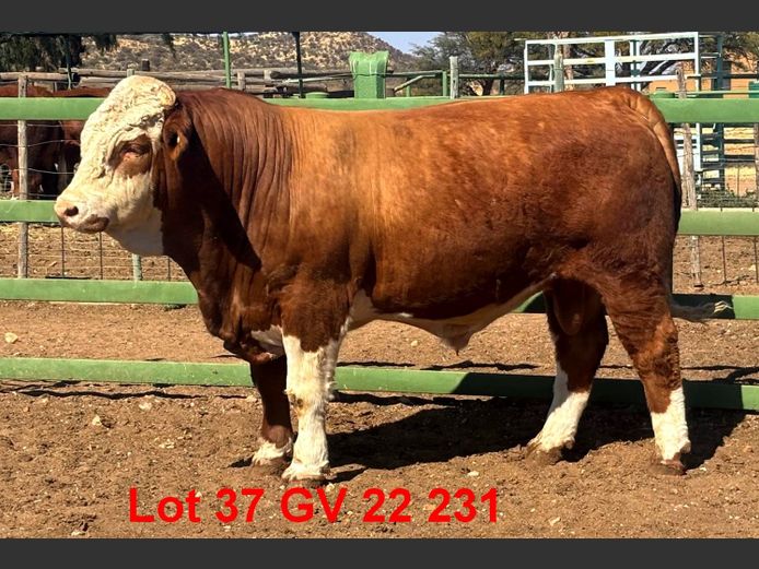 GV22231 | VOIGTLAND SIMMENTALER