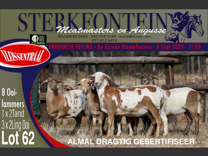 Ewes | Sterkfontein Meatmasters