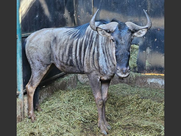 BLUE WILDEBEEST | DAGBREEK