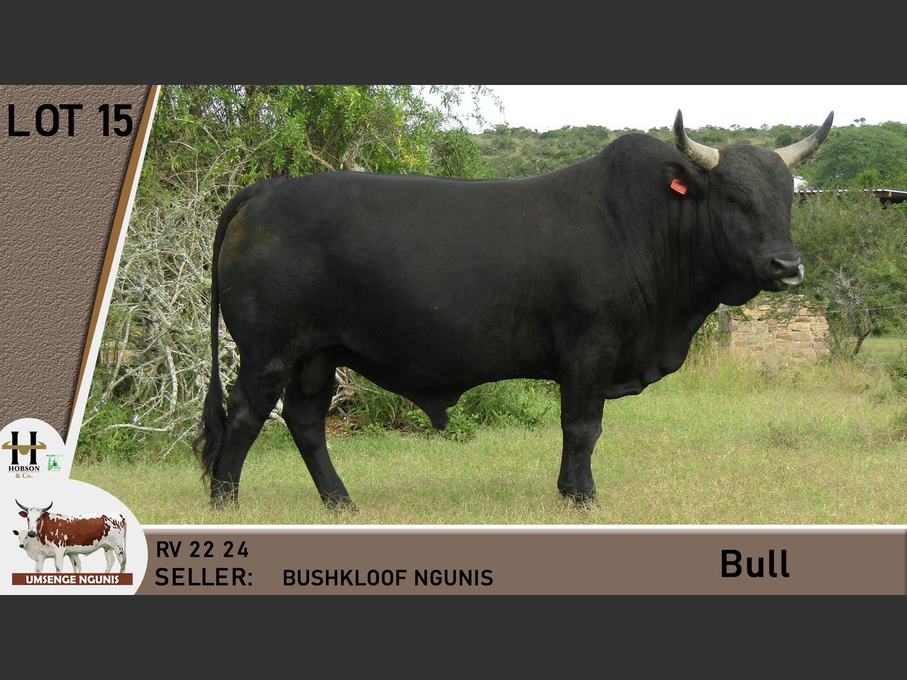 Lot 15 | UMSENGE NGUNI'S 25TH BULL & PRODUCTION SALE | SwiftVEE | South ...