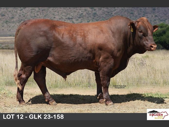 GLK 230158 | KRUGER GLEN BONSMARAS