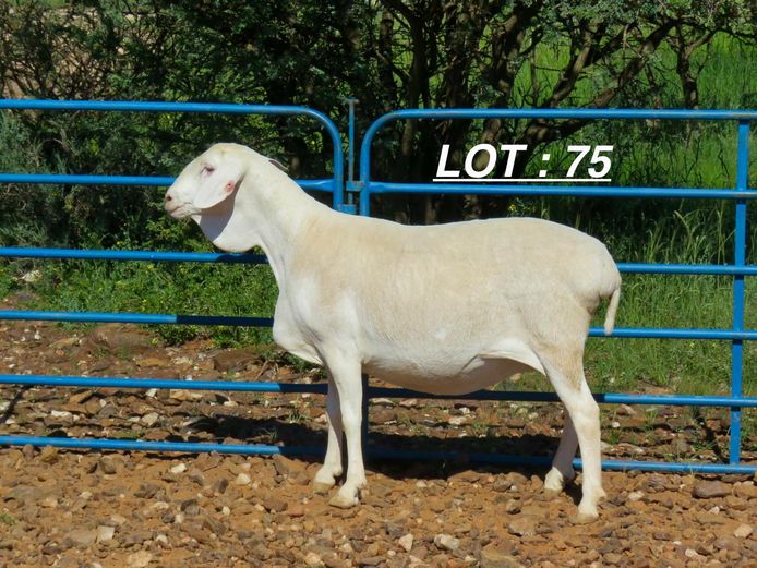 34 24 0432 | Louis v Rensburg h/a Leeuput Trust