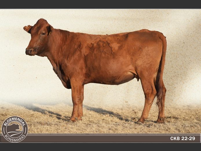 CKB220029 | CHRIS KRUGELL BLOEMENDAL