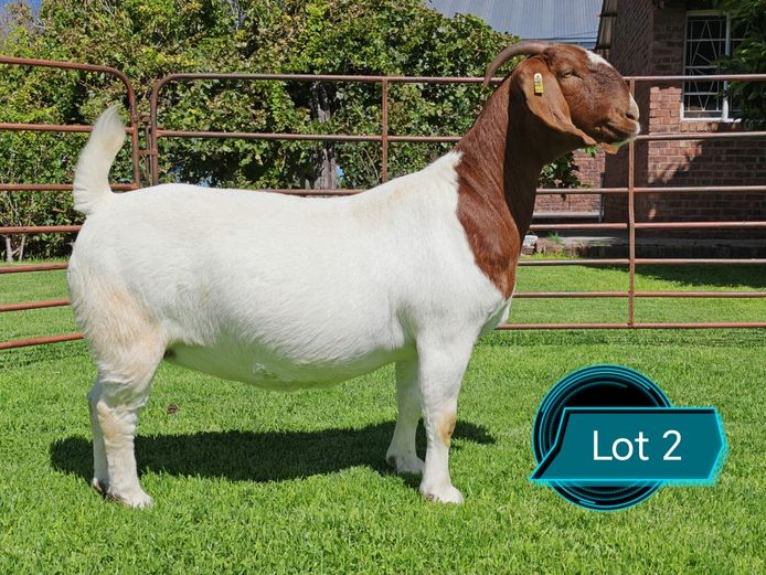 762210992 | Lukas Burger Boerbokstoet