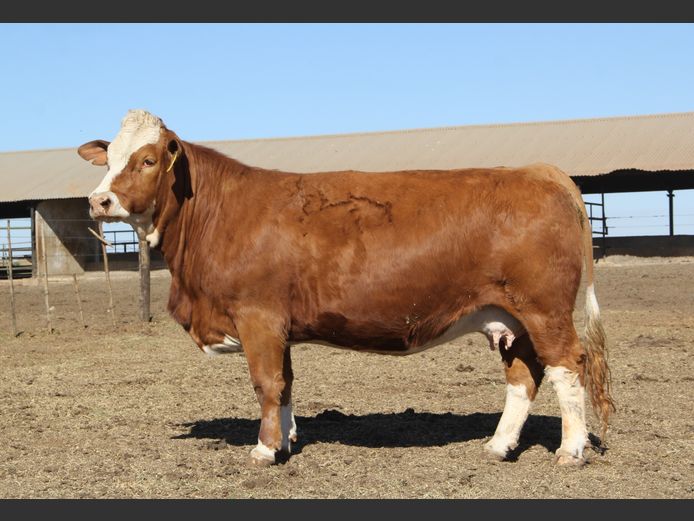 JH1979 | JH VAN BILJON