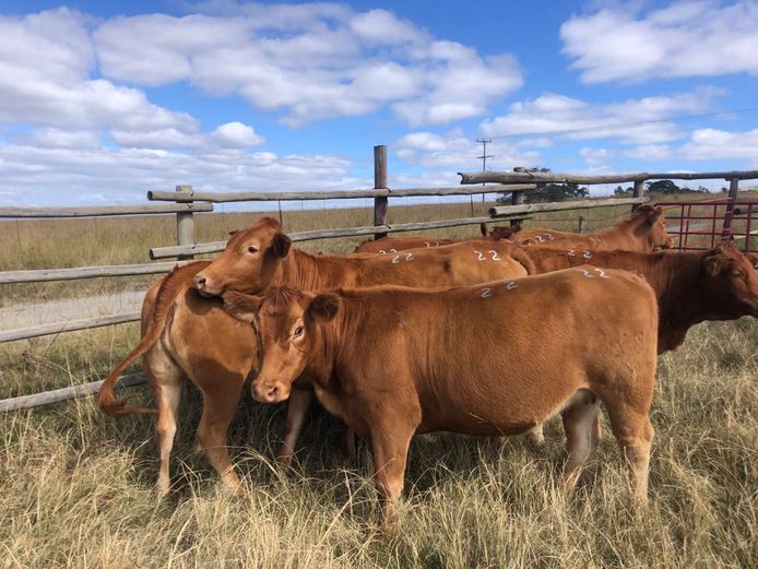 7 ANGUS TYPE HEIFERS