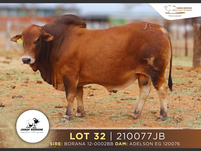 21-0077JB | JAKOF BORANE