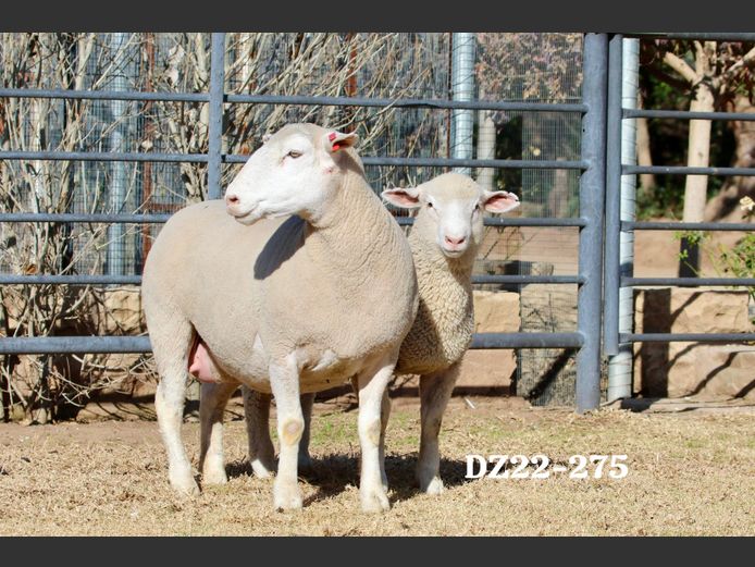 DZ 220275 | 2 STEYNS BOERDERY