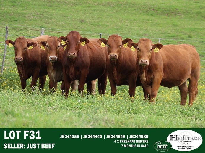 Female Animals | Just Beef