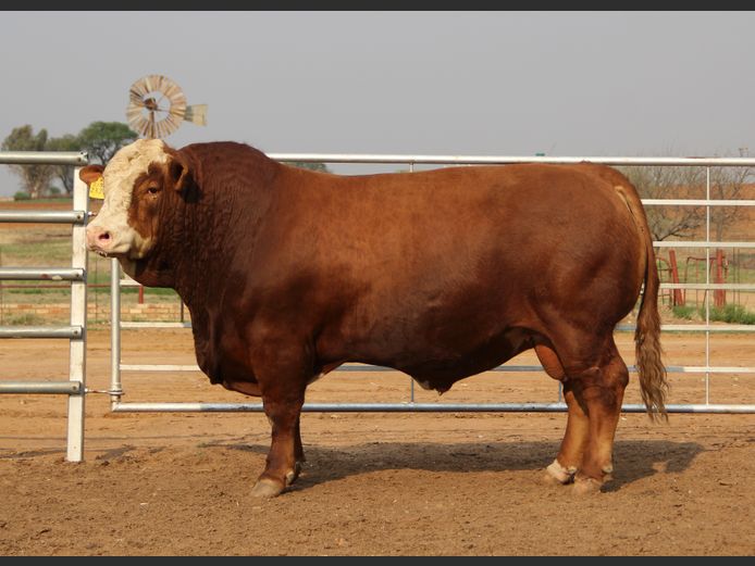 E23271 | EE SCHULENBURG