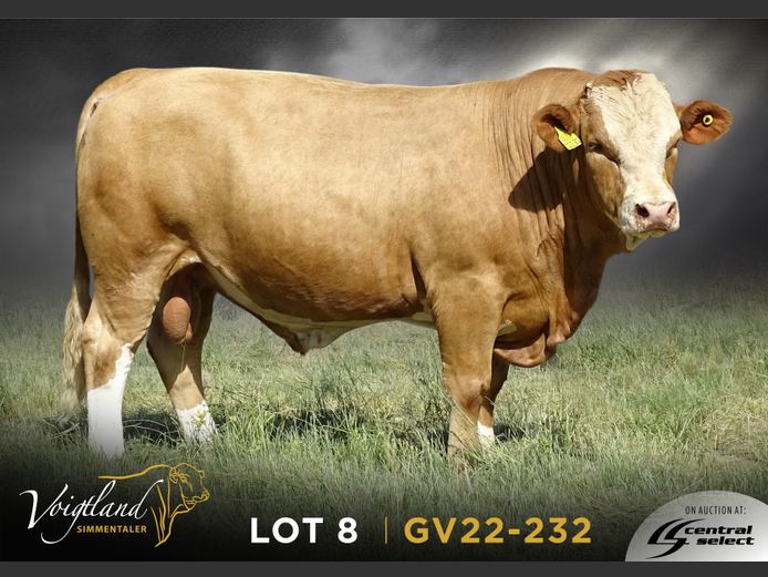GV22-0232 | VOIGTLAND SIMMENTALER
