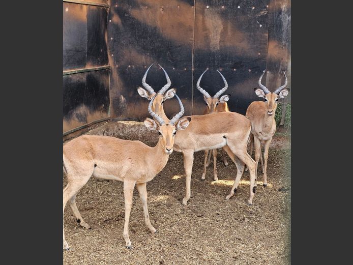 IMPALA | 3-SOUTH BDY