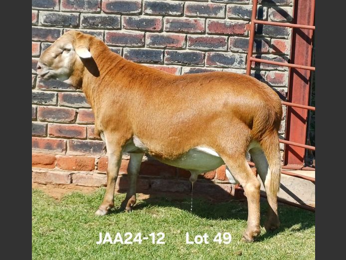 JAA 24-12 | Aucamp Meatmaster