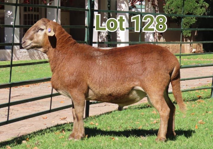 Lot 128 | SENTRAAL KAROO MEATMASTER PRODUKSIEVEILING | SwiftVEE ...