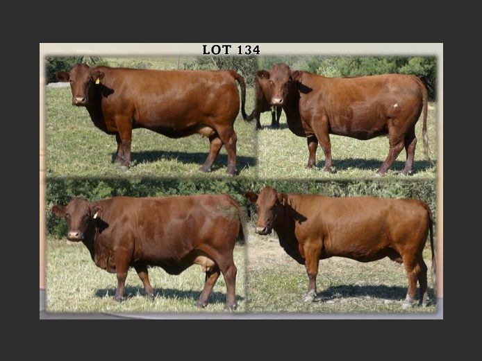 Commercial Animals 