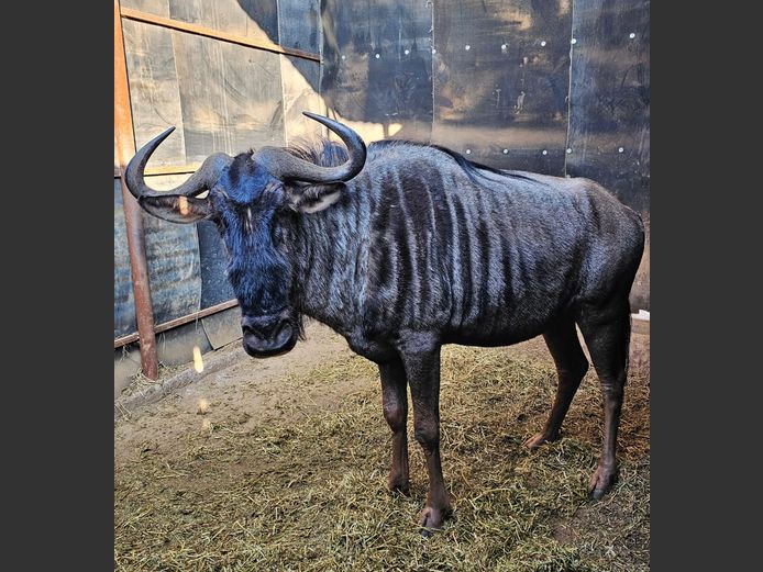 BLUE WILDEBEEST | MAS WILDLIFE