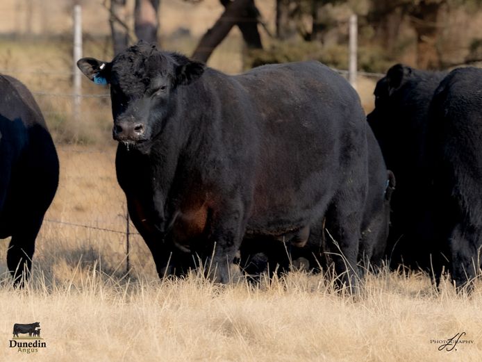 KCM 230006 | TABLE HILL FARMING PTY LTD