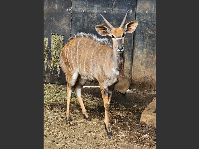 NYALA | BIRKEN VERVOER